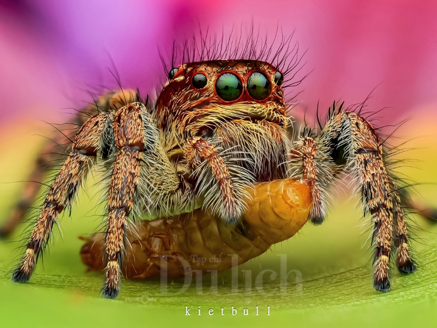 Thầy giáo tiếng Anh lạc vào vũ trụ siêu tí hon – chuyến du hành vào thế giới macro - 13