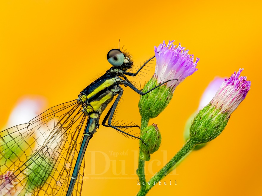 Thầy giáo tiếng Anh lạc vào vũ trụ siêu tí hon – chuyến du hành vào thế giới macro - 14