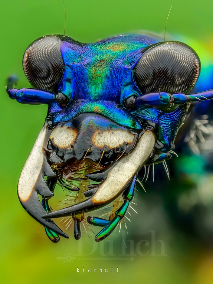 Thầy giáo tiếng Anh lạc vào vũ trụ siêu tí hon – chuyến du hành vào thế giới macro - 9