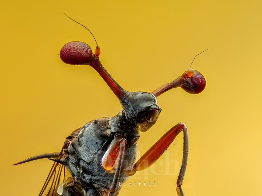 Thầy giáo tiếng Anh lạc vào vũ trụ siêu tí hon – chuyến du hành vào thế giới macro - 3