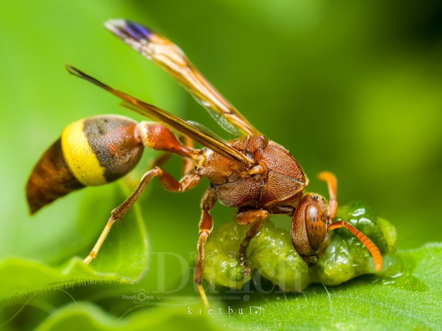 Thầy giáo tiếng Anh lạc vào vũ trụ siêu tí hon – chuyến du hành vào thế giới macro - 4