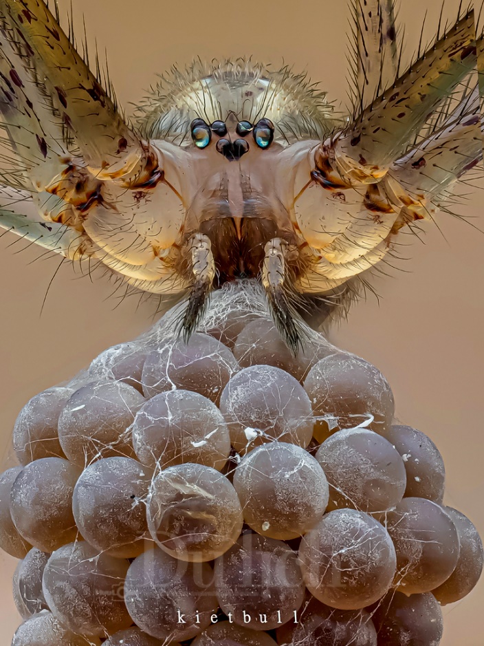 Thầy giáo tiếng Anh lạc vào vũ trụ siêu tí hon – chuyến du hành vào thế giới macro - 12