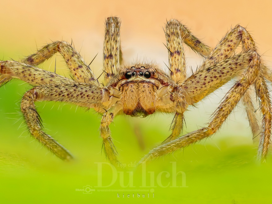 Thầy giáo tiếng Anh lạc vào vũ trụ siêu tí hon – chuyến du hành vào thế giới macro - 2