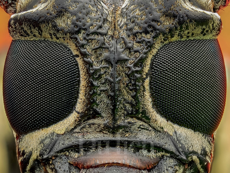 Thầy giáo tiếng Anh lạc vào vũ trụ siêu tí hon – chuyến du hành vào thế giới macro - 8