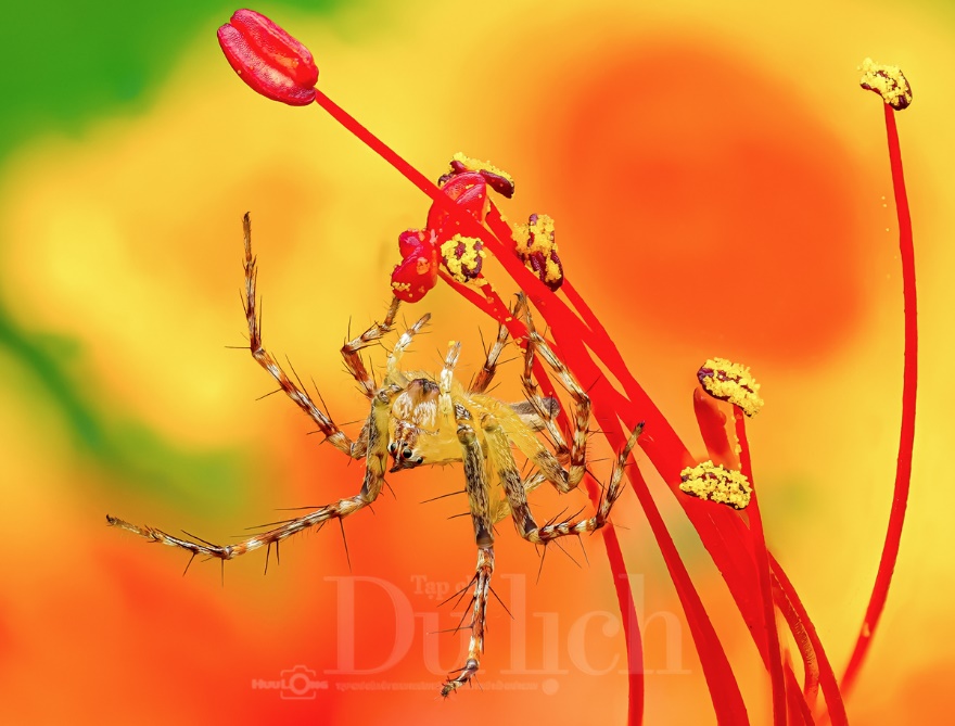 Thầy giáo tiếng Anh lạc vào vũ trụ siêu tí hon – chuyến du hành vào thế giới macro - 1