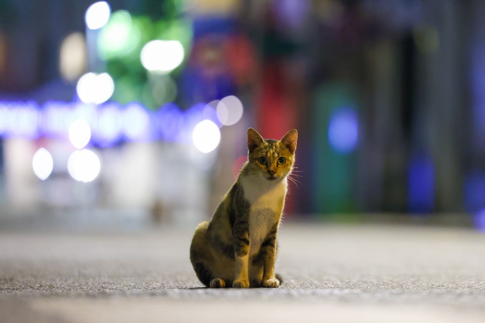 “Bổ túc” đường phố Sài Gòn lúc lên đèn dành cho người ở nhà lâu quá - 2