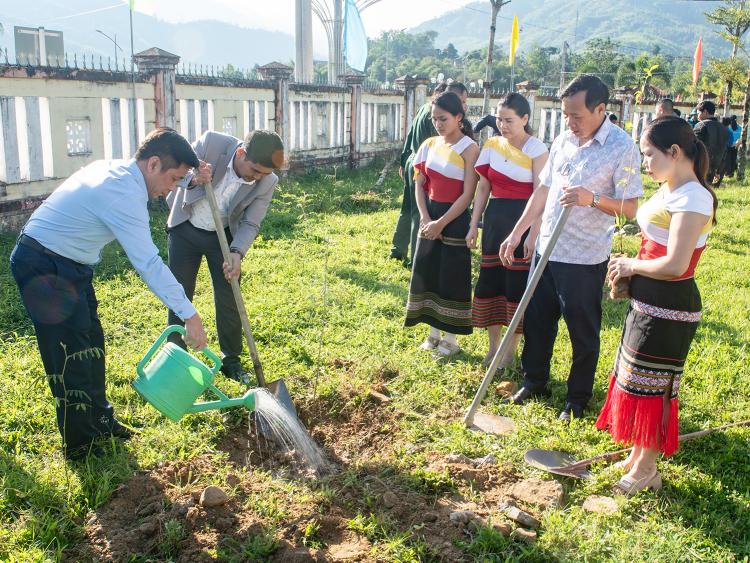 Sơn Tây Thượng trồng hơn 1.000 cây mai anh đào tạo điểm đến du lịch xanh