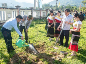  - Sơn Tây Thượng trồng hơn 1.000 cây mai anh đào tạo điểm đến du lịch xanh