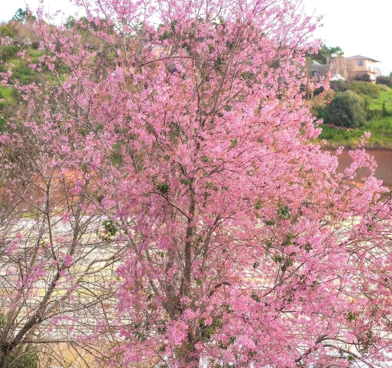 Rực rỡ sắc xuân tại Lễ hội mai anh đào Đà Lạt - 2