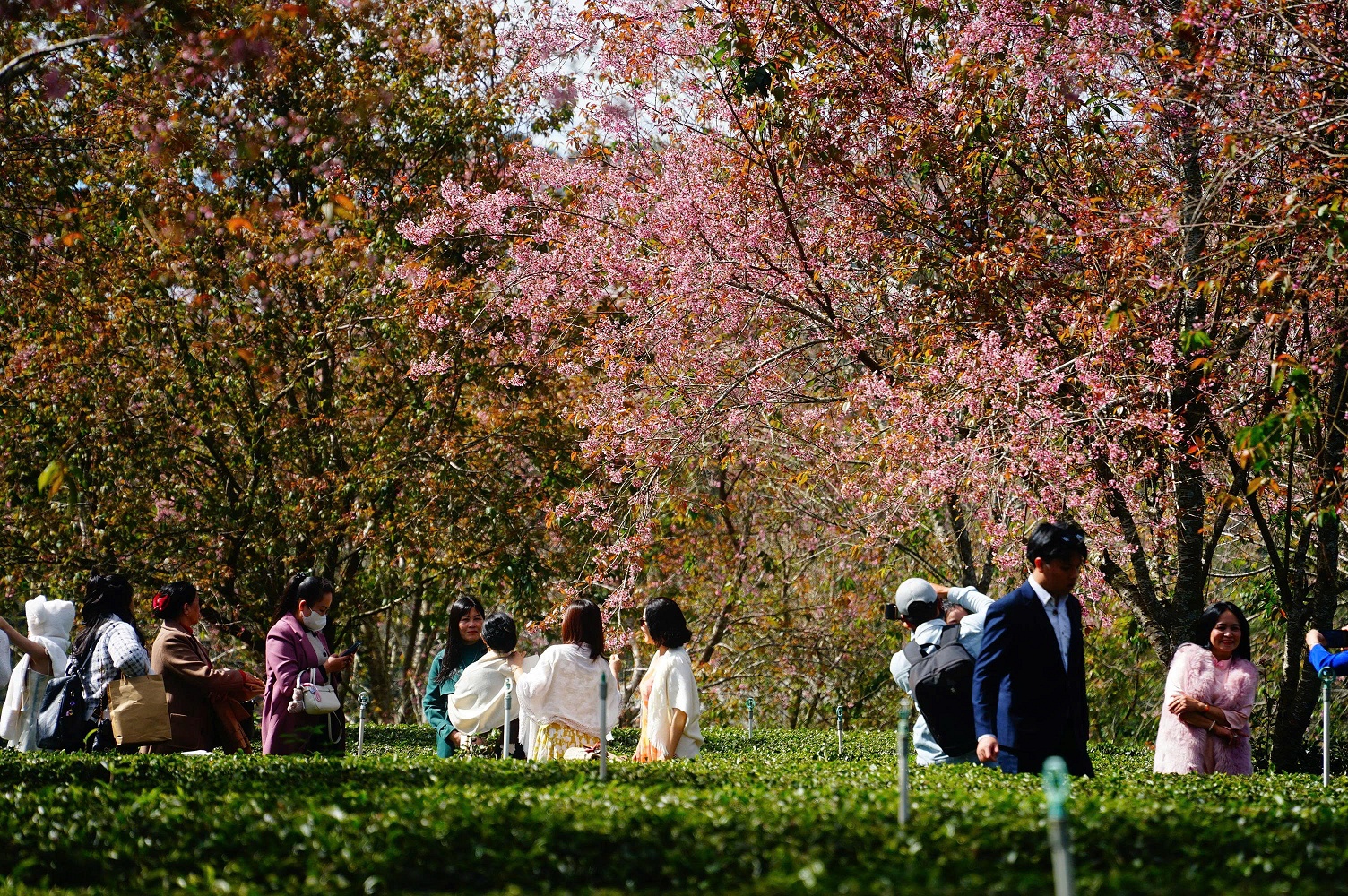 Rực rỡ sắc xuân tại Lễ hội mai anh đào Đà Lạt - 3