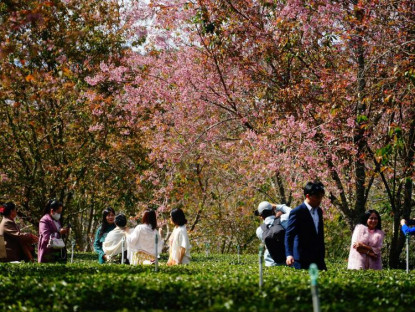  - Rực rỡ sắc xuân tại Lễ hội mai anh đào Đà Lạt