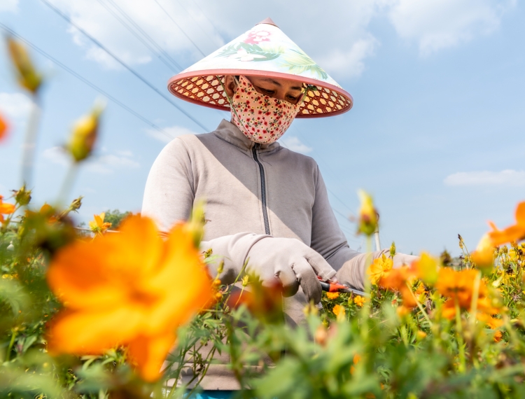 Gần Tết, làng hoa Sa Đéc rực rỡ sắc màu bên dòng Tiền Giang