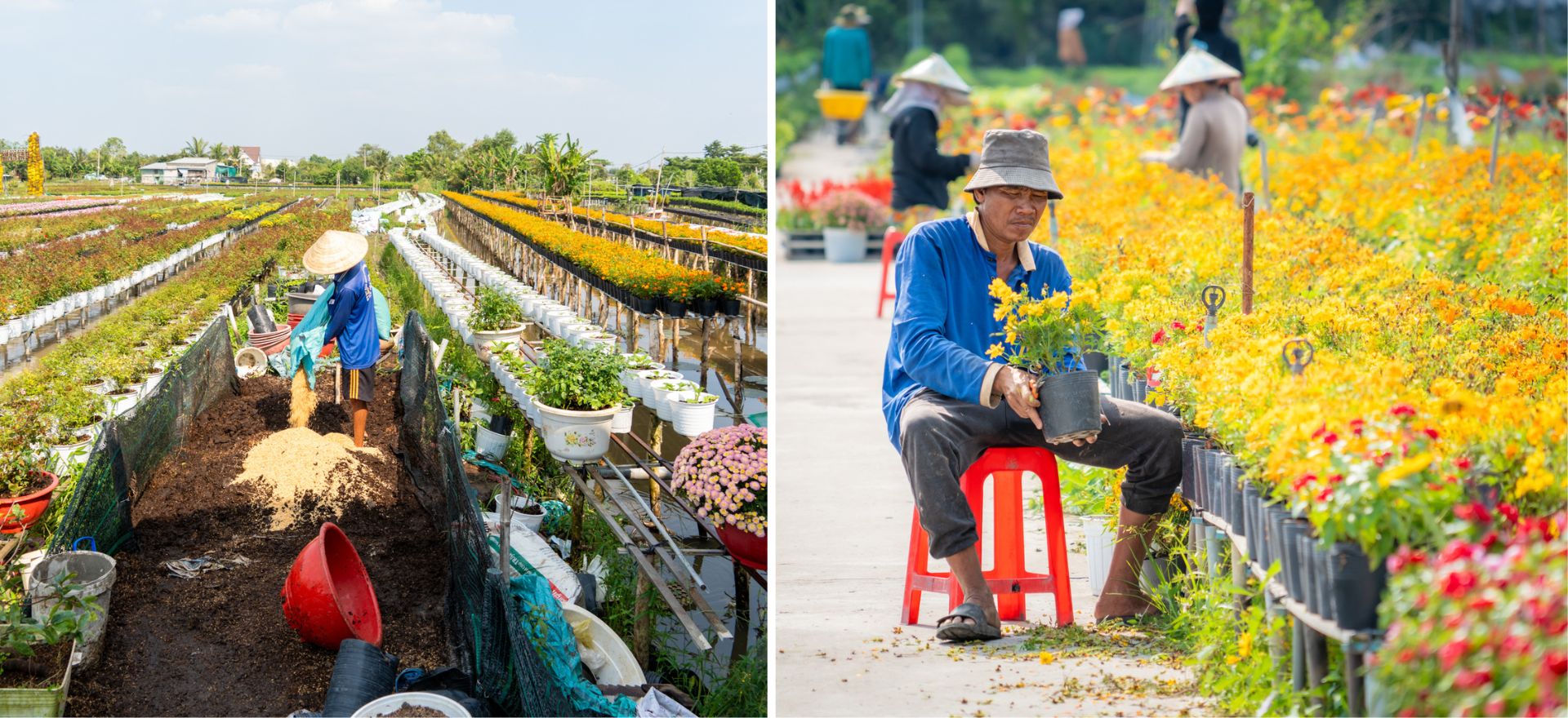 gan tet, lang hoa sa dec ruc ro sac mau ben dong tien giang - 10
