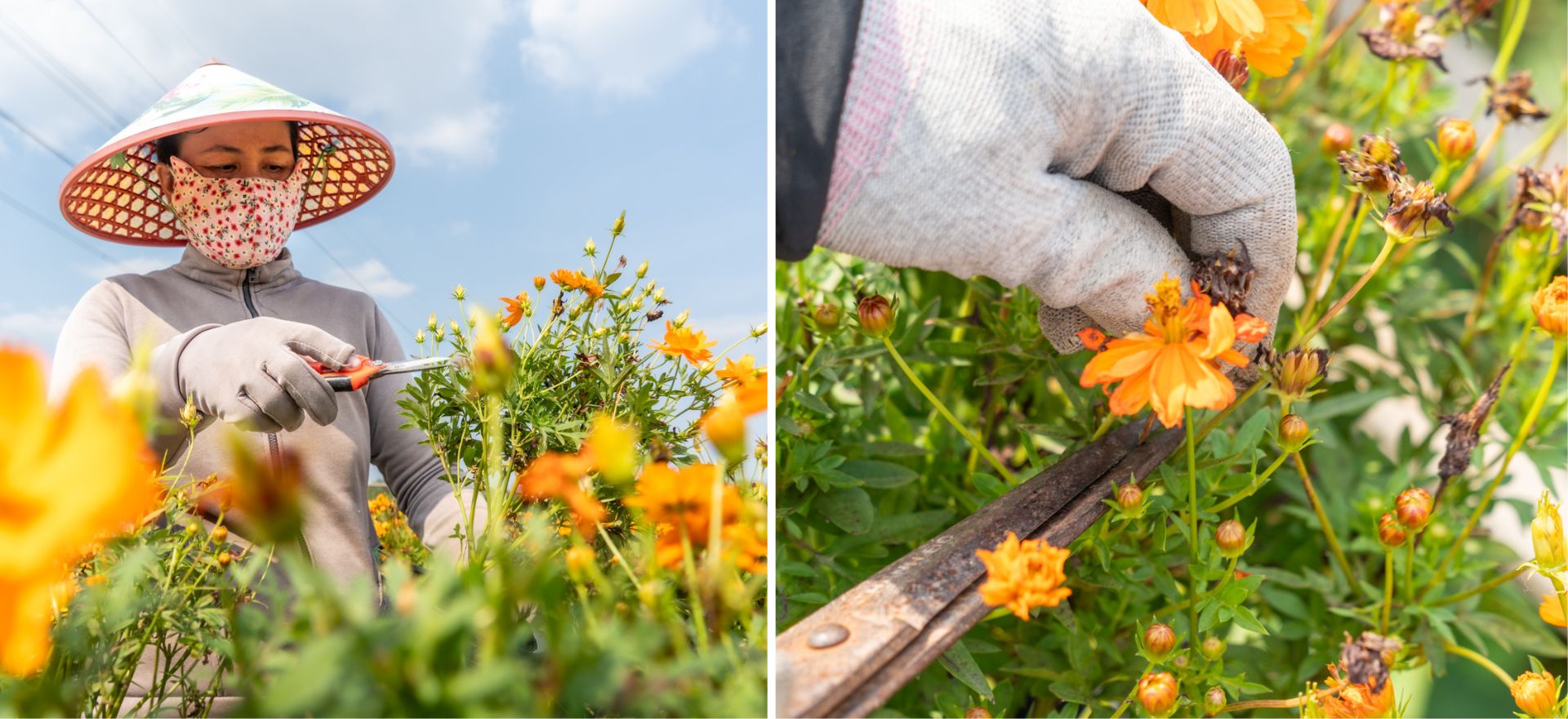 gan tet, lang hoa sa dec ruc ro sac mau ben dong tien giang - 11