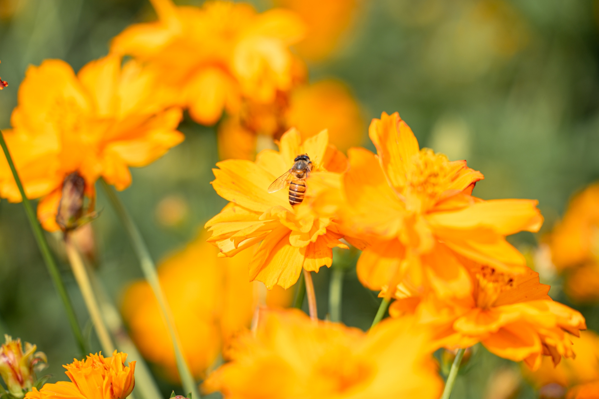 gan tet, lang hoa sa dec ruc ro sac mau ben dong tien giang - 15