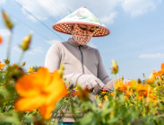 Gần Tết, làng hoa Sa Đéc rực rỡ sắc màu bên dòng Tiền Giang