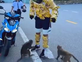  - Du khách quấn chuối chọc ghẹo khỉ ở Sơn Trà, cơ quan chức năng vào cuộc xác minh