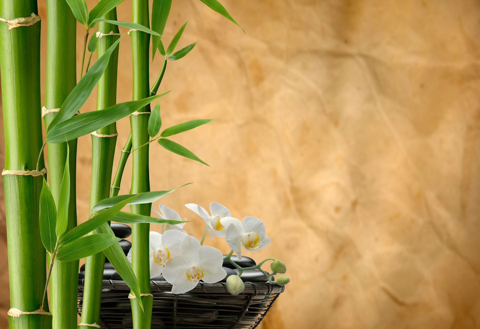 Đón Tết Bính Ngọ 2026: Hiểu phong thủy để sống hài hòa - 3