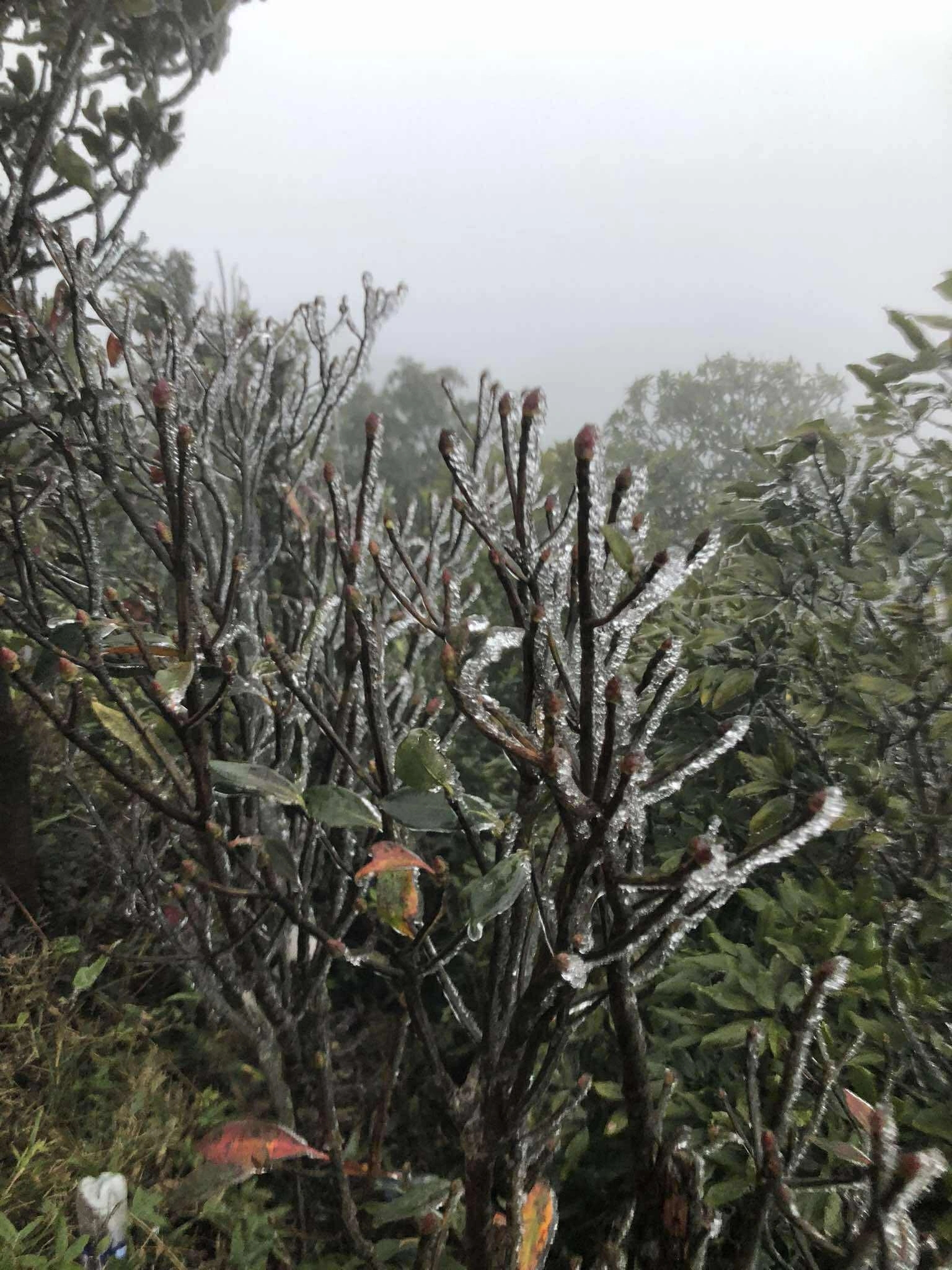 Miền Bắc chìm trong giá rét, vào mùa du lịch săn băng tuyết - 2