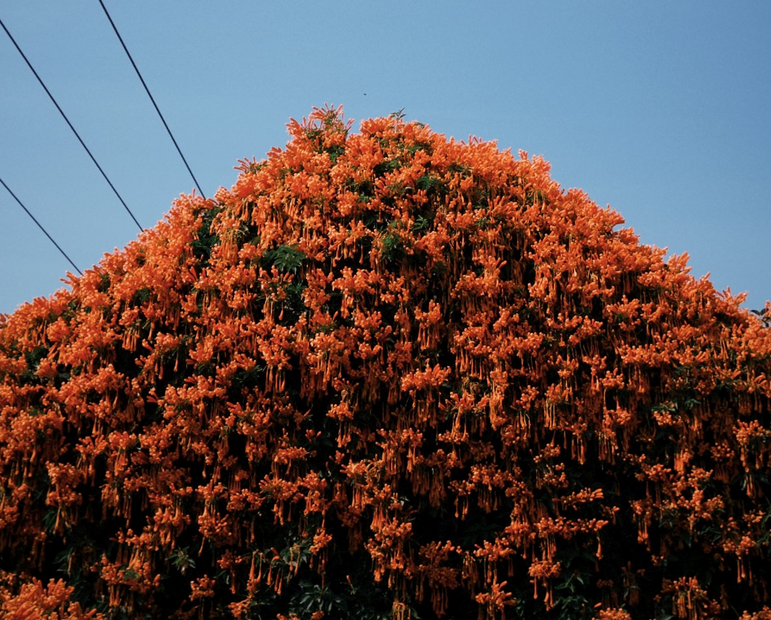 Ngôi nhà gỗ phủ đầy hoa chùm ớt níu chân du khách Tết này - 4