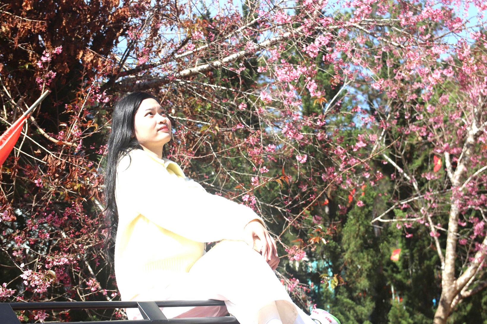 Mai anh đào rực hồng, buôn làng K'Ho trở thành điểm check-in hấp dẫn - 1