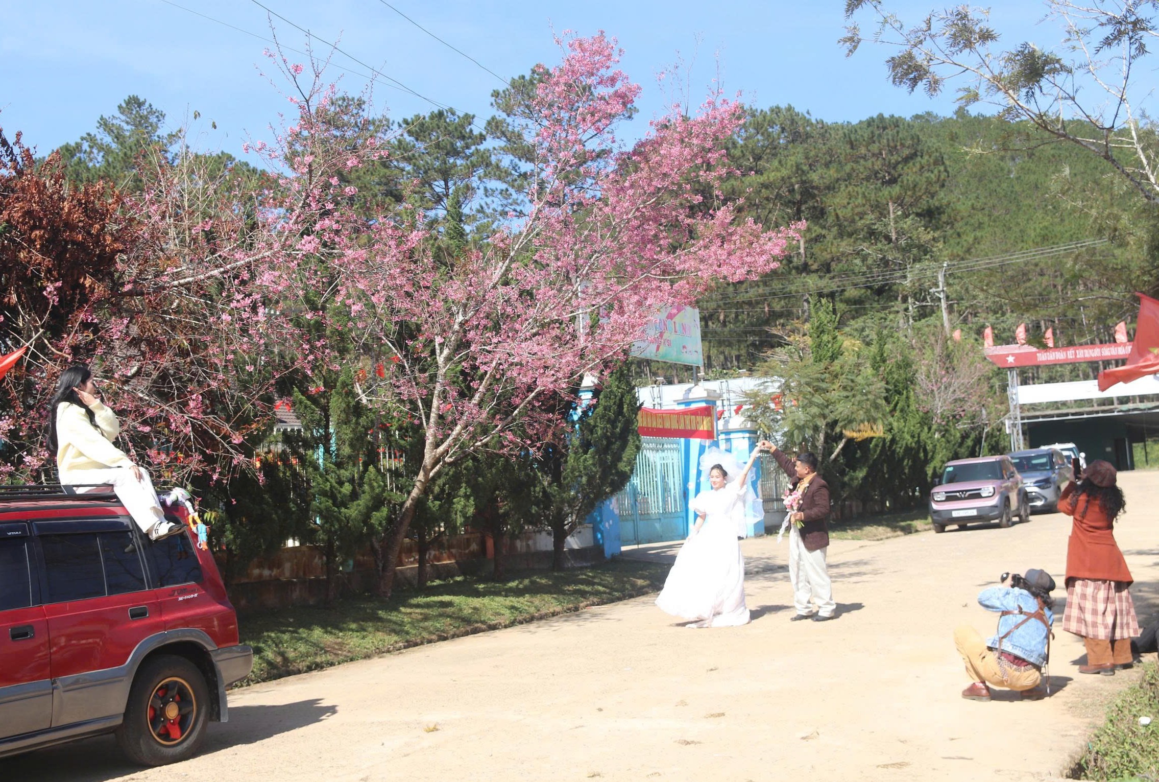 Mai anh đào rực hồng, buôn làng K'Ho trở thành điểm check-in hấp dẫn - 2