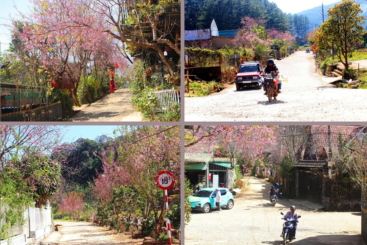Mai anh đào rực hồng, buôn làng K'Ho trở thành điểm check-in hấp dẫn - 4