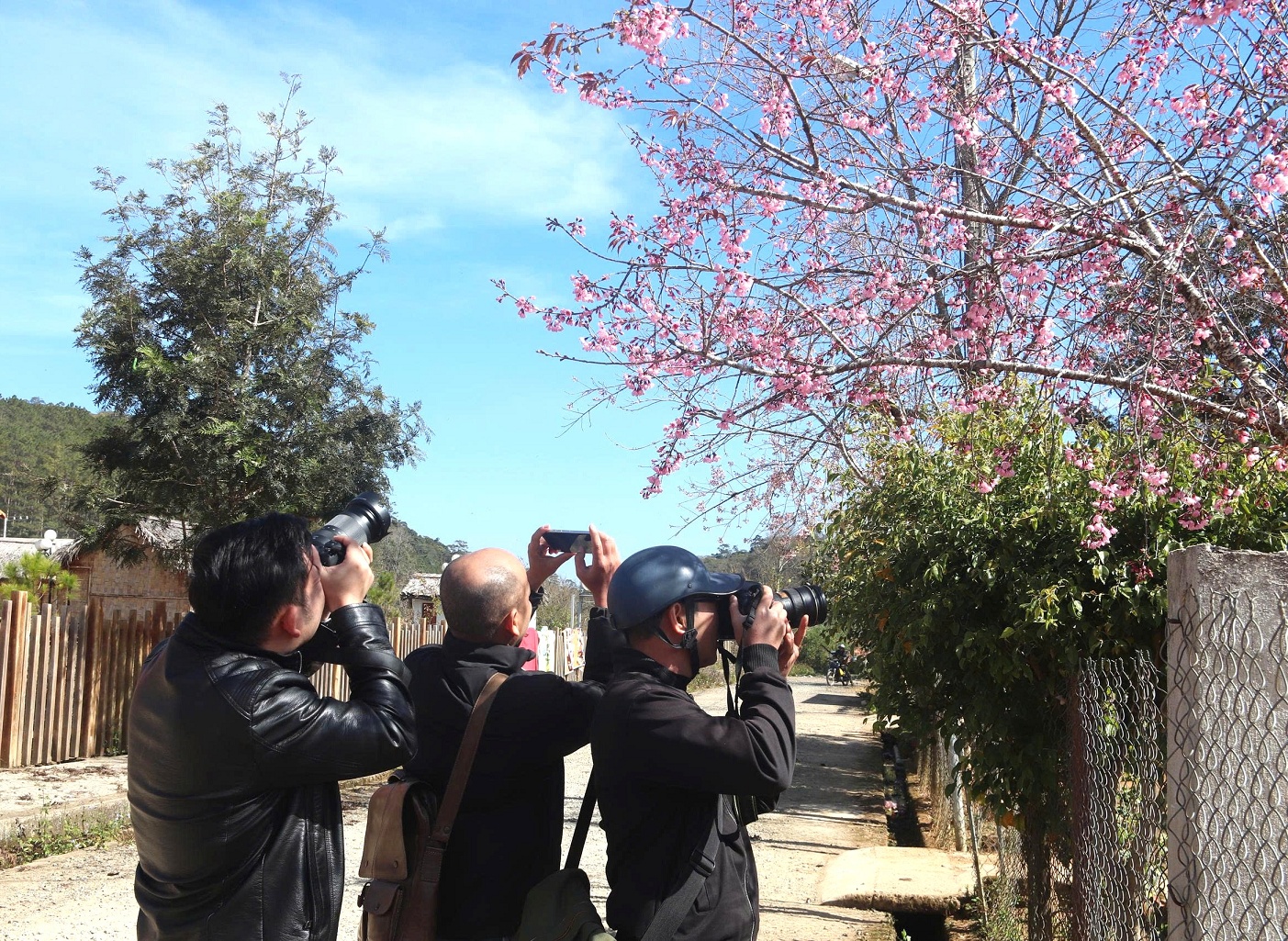 Mai anh đào rực hồng, buôn làng K'Ho trở thành điểm check-in hấp dẫn - 6