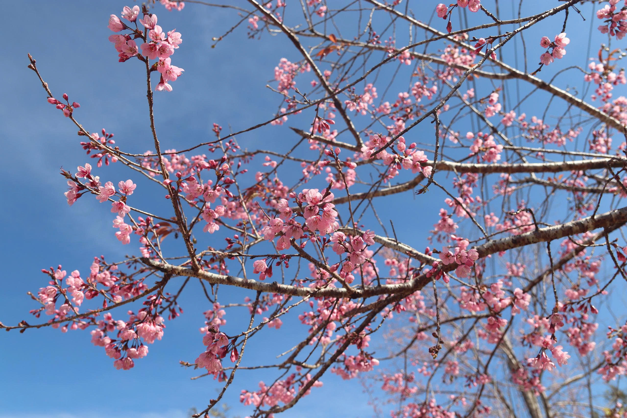 Mai anh đào rực hồng, buôn làng K'Ho trở thành điểm check-in hấp dẫn - 8