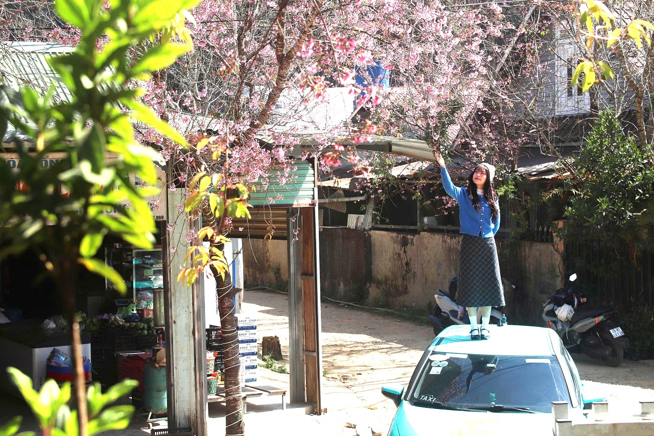 Mai anh đào rực hồng, buôn làng K'Ho trở thành điểm check-in hấp dẫn - 10