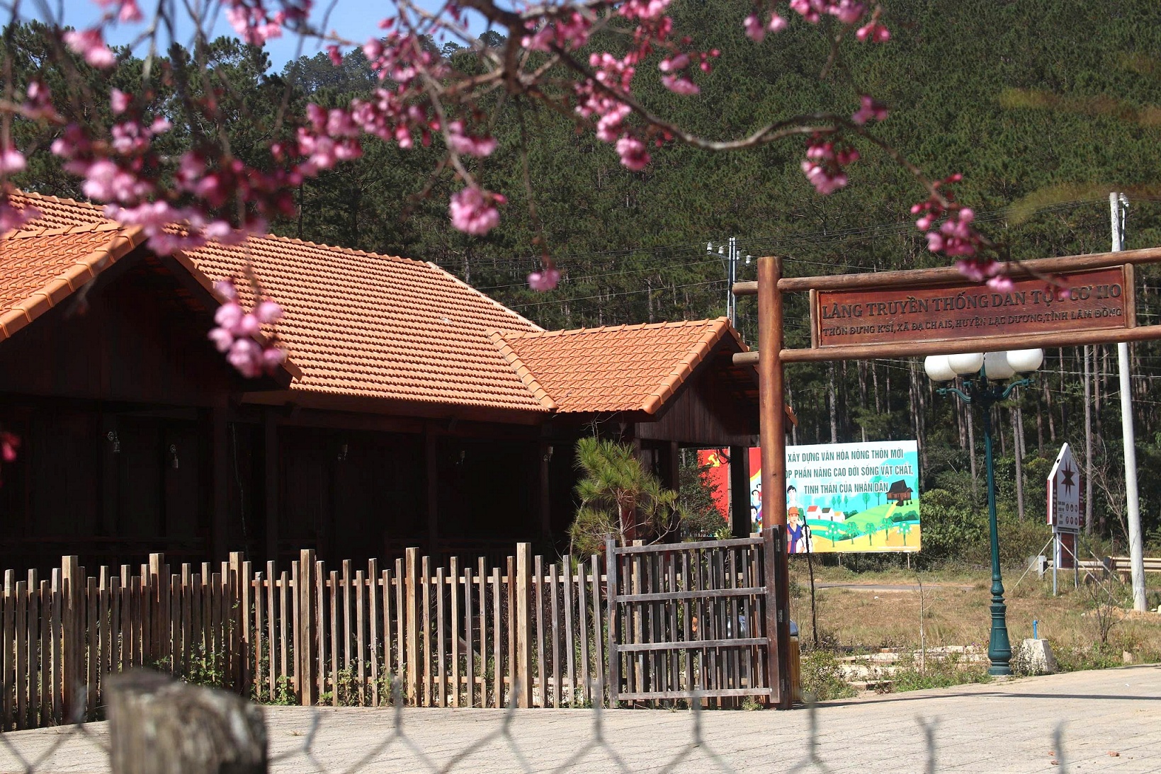 Mai anh đào rực hồng, buôn làng K'Ho trở thành điểm check-in hấp dẫn - 11