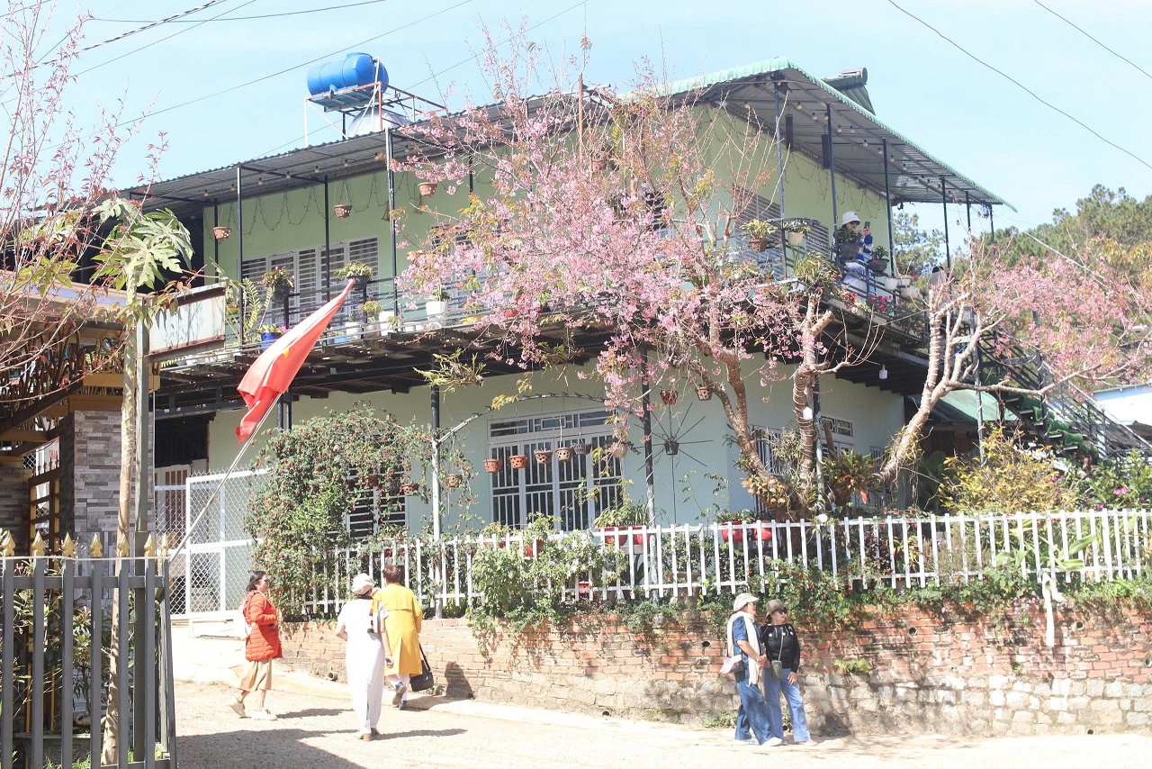 Mai anh đào rực hồng, buôn làng K'Ho trở thành điểm check-in hấp dẫn - 12