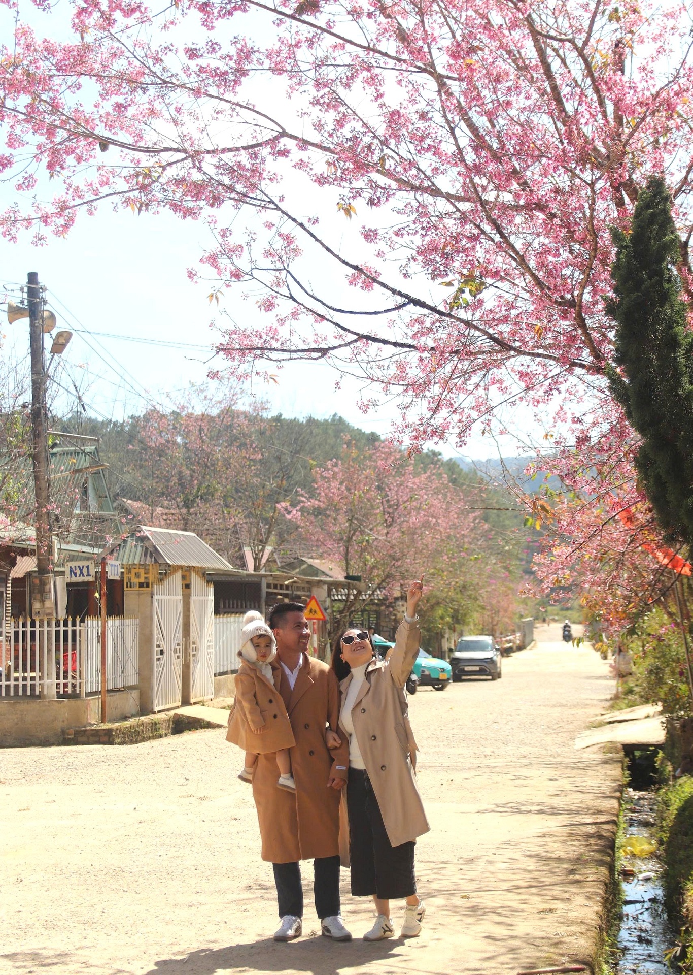 Mai anh đào rực hồng, buôn làng K'Ho trở thành điểm check-in hấp dẫn - 15