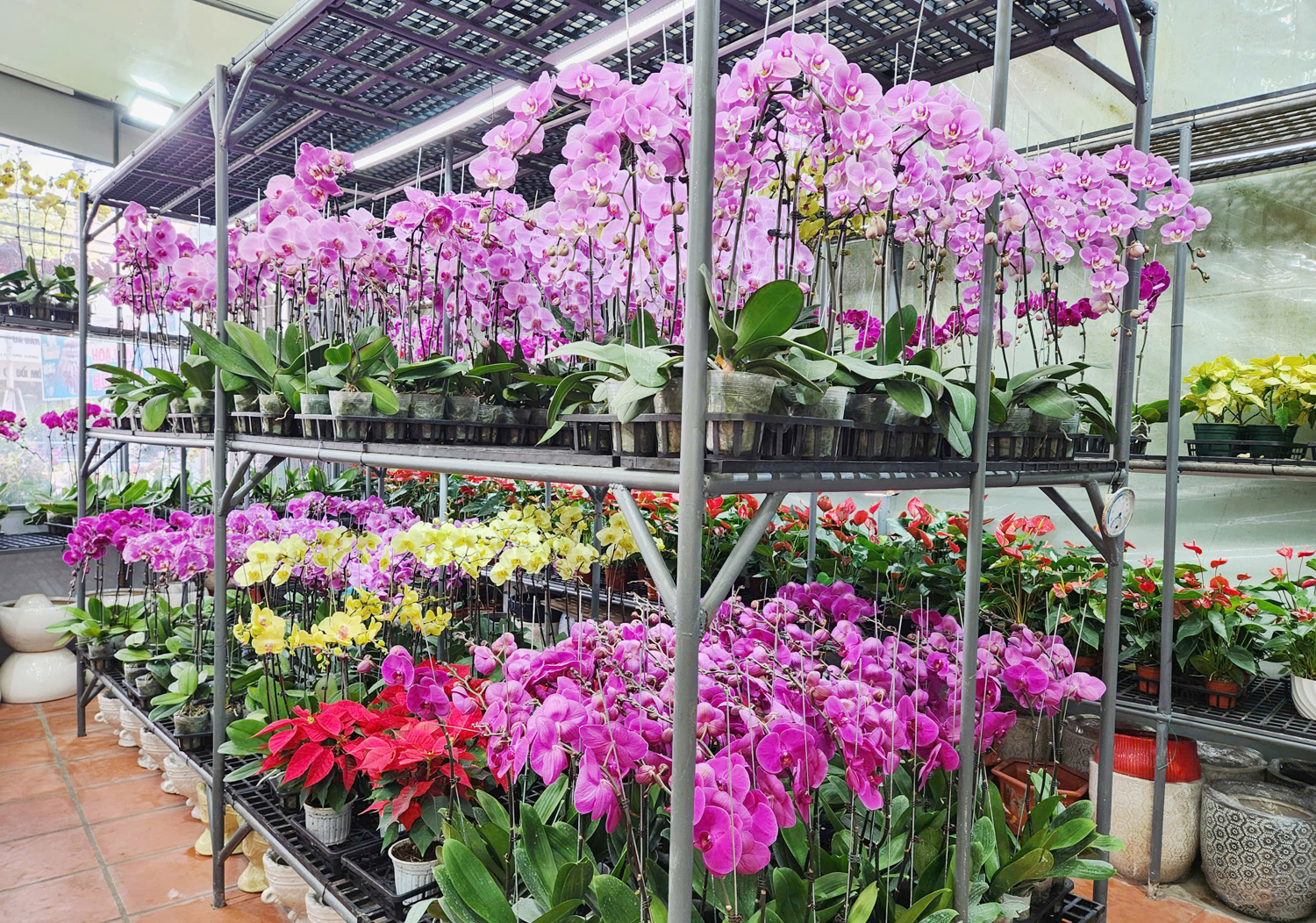 Nhiều người chi hàng chục triệu đồng mua hoa lan hồ điệp chưng Tết - 3