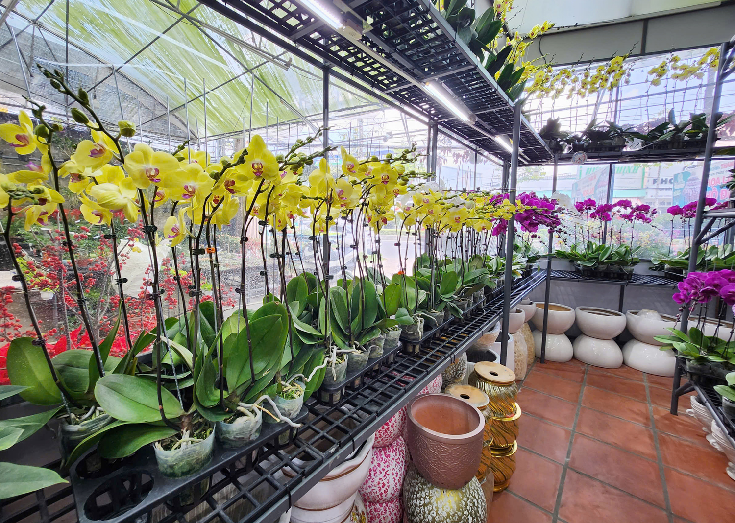 Nhiều người chi hàng chục triệu đồng mua hoa lan hồ điệp chưng Tết - 4