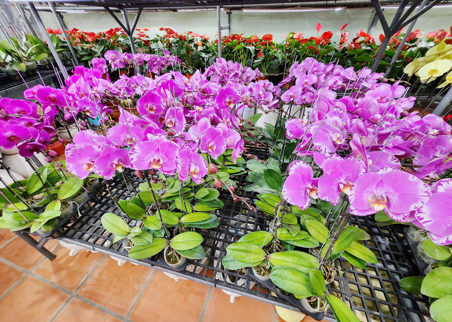 Nhiều người chi hàng chục triệu đồng mua hoa lan hồ điệp chưng Tết - 6