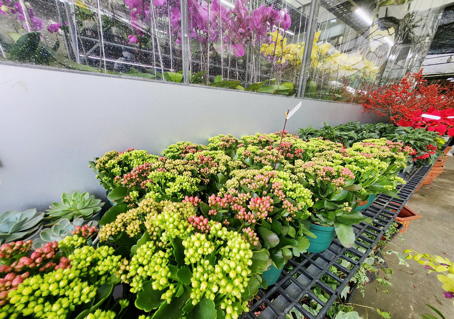 Nhiều người chi hàng chục triệu đồng mua hoa lan hồ điệp chưng Tết - 7