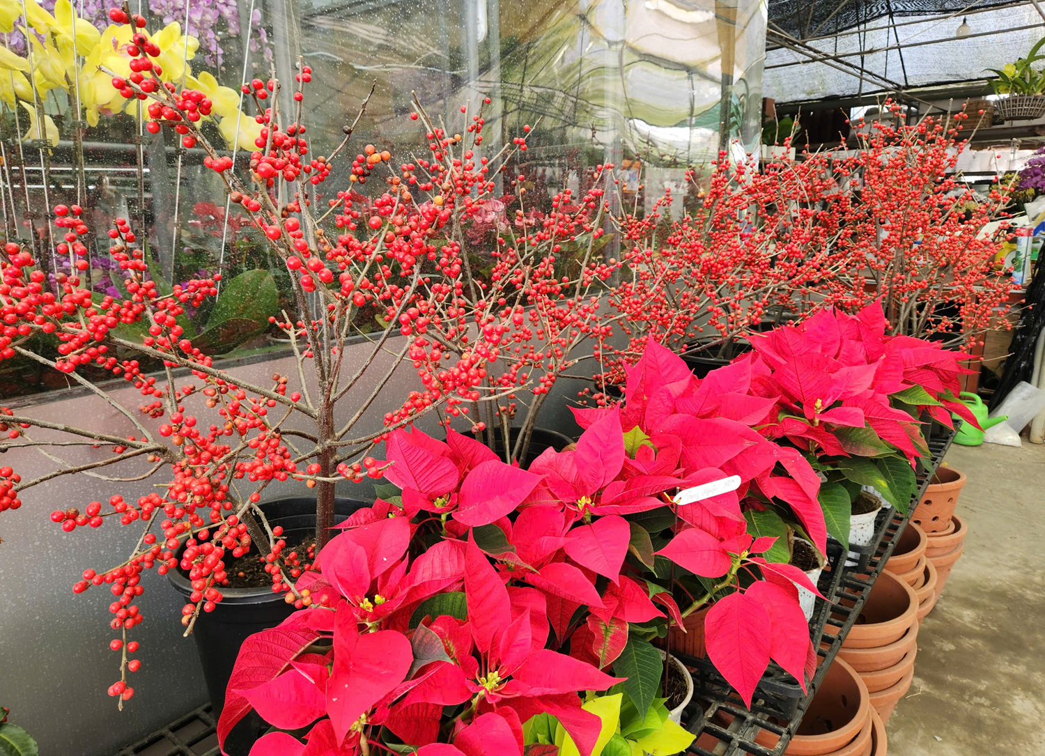 Nhiều người chi hàng chục triệu đồng mua hoa lan hồ điệp chưng Tết - 8