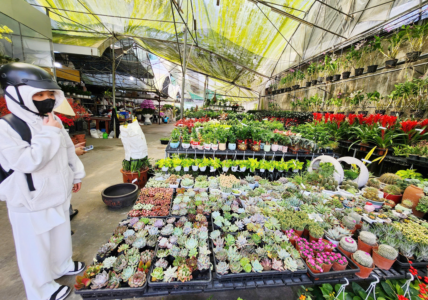 Nhiều người chi hàng chục triệu đồng mua hoa lan hồ điệp chưng Tết - 9