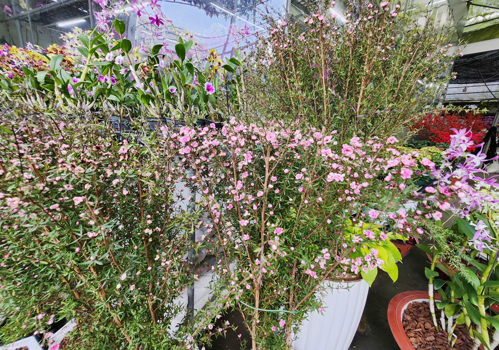 Nhiều người chi hàng chục triệu đồng mua hoa lan hồ điệp chưng Tết - 10