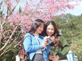  - Mai anh đào rực hồng, buôn làng K'Ho trở thành điểm check-in hấp dẫn