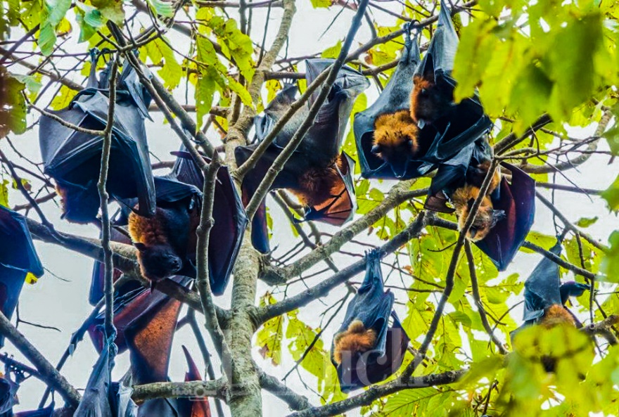 Thái Lan siết chặt cửa ngõ du lịch trước virus Nipah, Việt Nam cần phòng từ xa để giữ an toàn điểm đến - 2