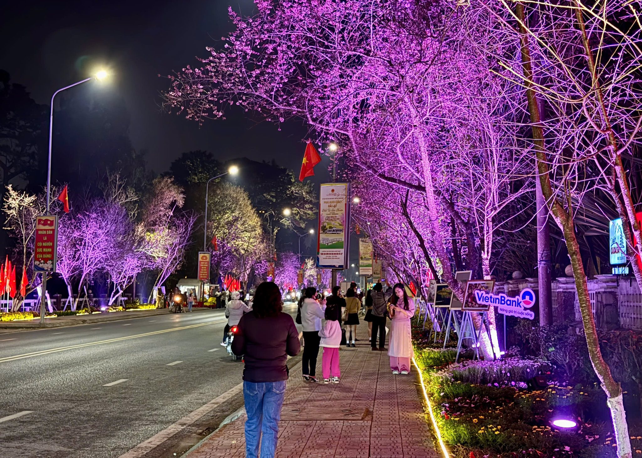 Lung linh ánh sáng tại đường nghệ thuật hoa mai anh đào Đà Lạt - 1