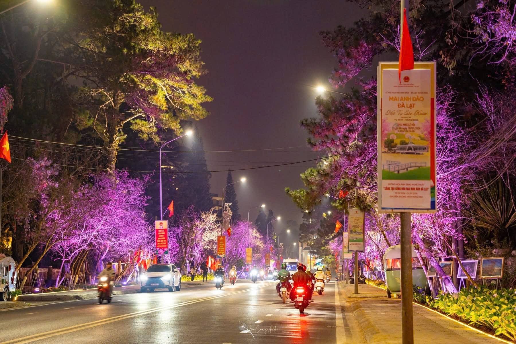 Lung linh ánh sáng tại đường nghệ thuật hoa mai anh đào Đà Lạt - 2