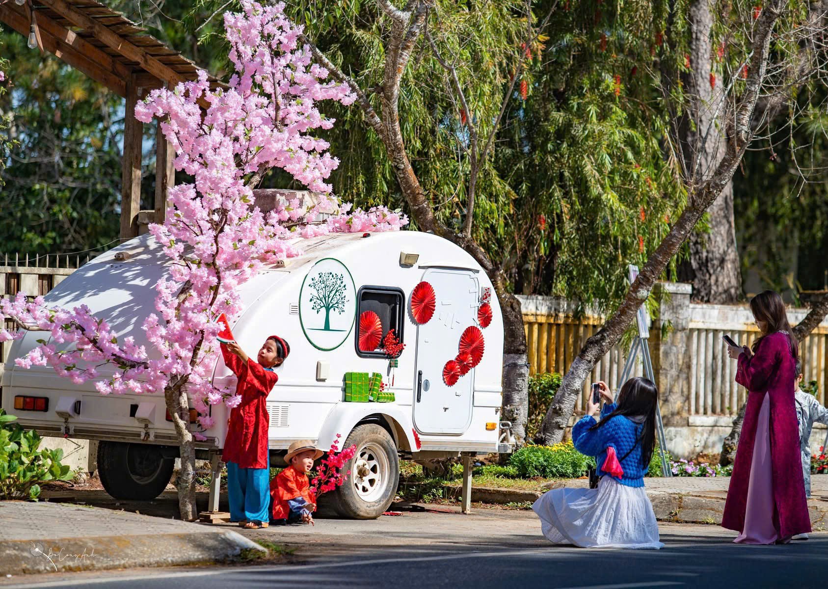 Lung linh ánh sáng tại đường nghệ thuật hoa mai anh đào Đà Lạt - 6