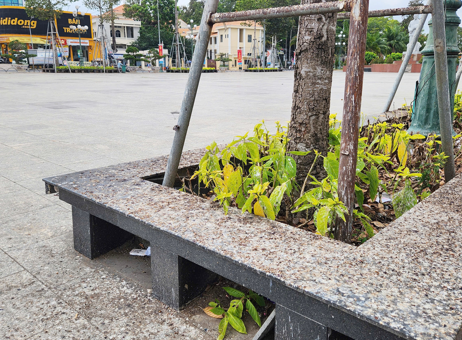 Hàng nghìn con chim đến trú ngụ, vui mừng nhưng cũng phiền vì phân chim quá nhiều - 1