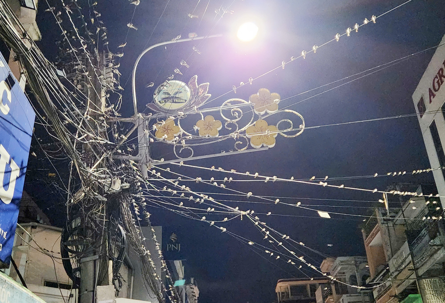 Hàng nghìn con chim đến trú ngụ, vui mừng nhưng cũng phiền vì phân chim quá nhiều - 3