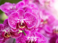 Nhiều người chi hàng chục triệu đồng mua hoa lan hồ điệp chưng Tết