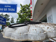 Hàng nghìn con chim đến trú ngụ ở công viên Cần Thơ, người dân vui mừng nhưng cũng phiền vì phân chim quá nhiều