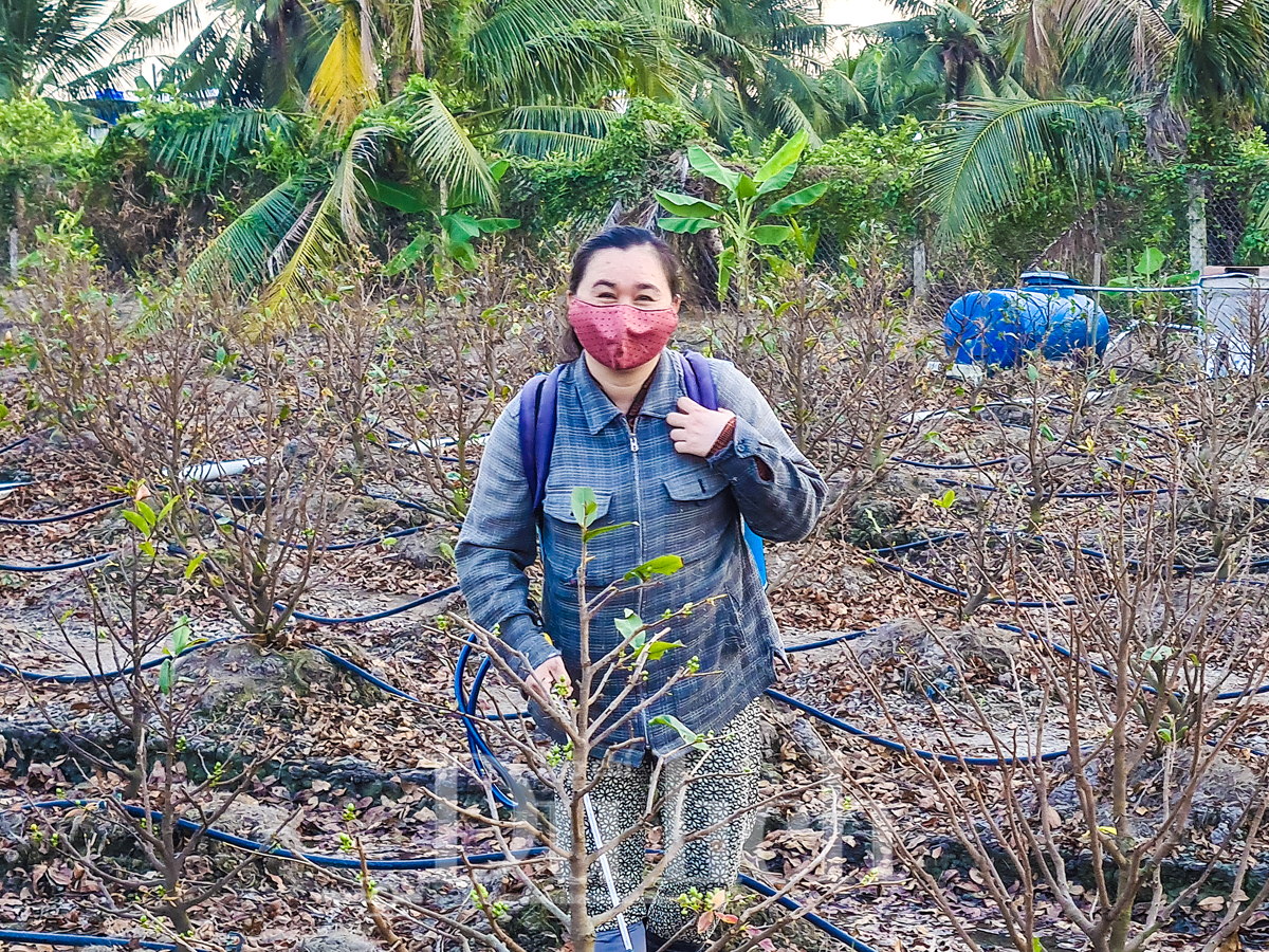 Về ‘thủ phủ’ mai vàng Bình Lợi ngắm sắc xuân rạng ngời trong nắng sớm - 5